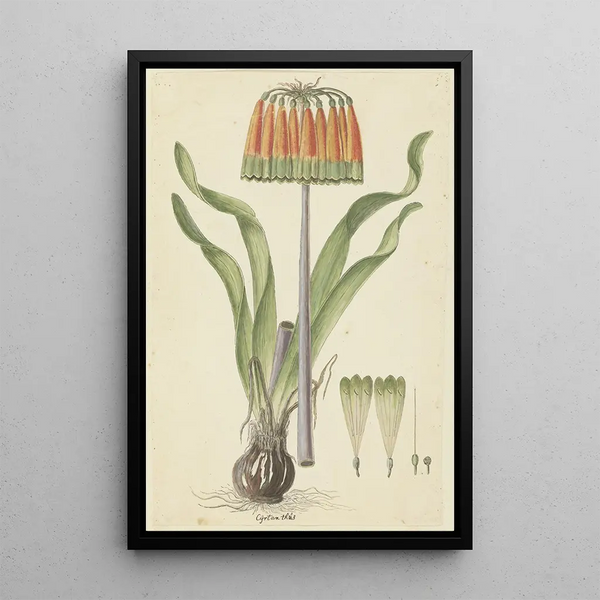 Cyranthus obliquus Lf Aiton, lys de Knysna - Robert Jacob Gordon — framed artwork on a wall