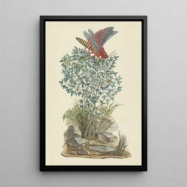 Dictyophorus spumans, foam grasshopper perched on a Zygophyllum sp, caper bean - Robert Jacob Gordon — framed artwork on a wall