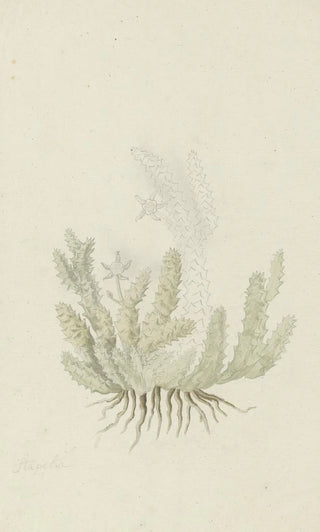 Robert Jacob Gordon - Duvalia caespitosa Masson Haw Milkweed.webp