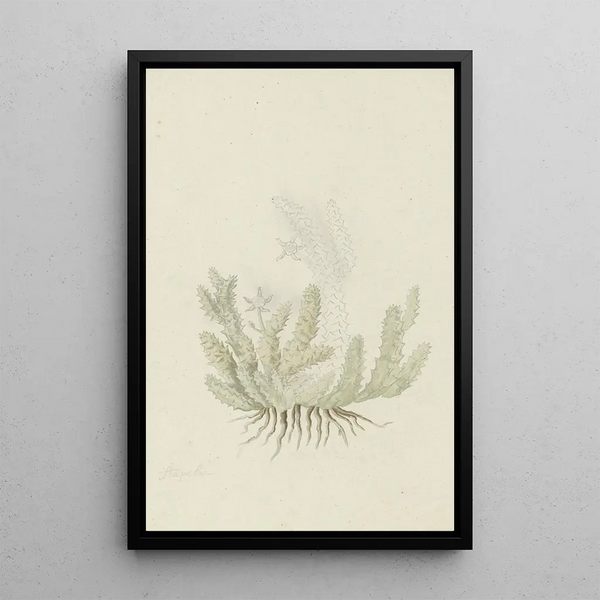 Duvalia caespitosa Masson, asclepiad of Haw - Robert Jacob Gordon — framed artwork on a wall