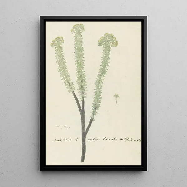 Euryops lateriflorus Lf DC, gommier du Cap - Robert Jacob Gordon — framed artwork on a wall