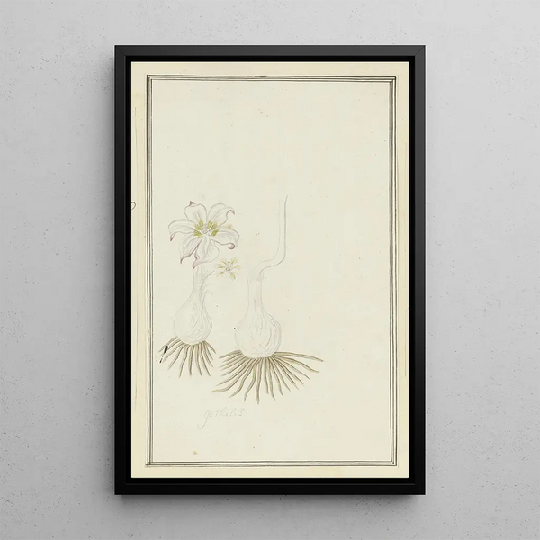Gethyllis sp, Kukumakranka - Robert Jacob Gordon — framed artwork on a wall