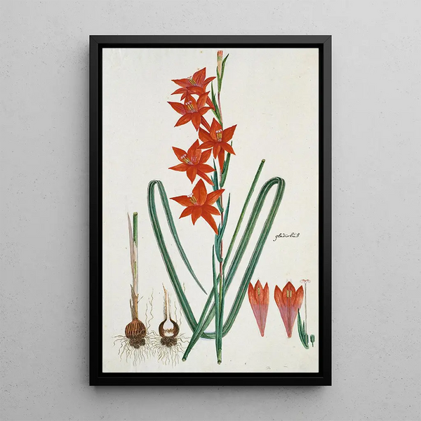 Gladiolus watsonius Thunb, Watsonia hysterantha - Robert Jacob Gordon — framed artwork on a wall