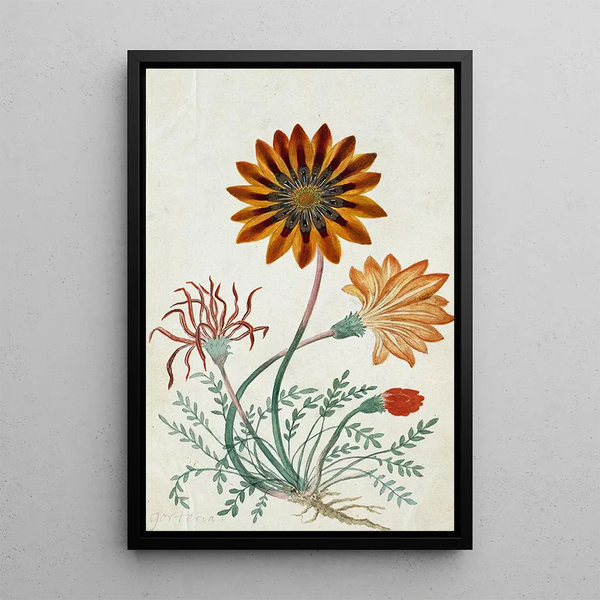 Gorteria diffusa - Robert Jacob Gordon — framed artwork on a wall