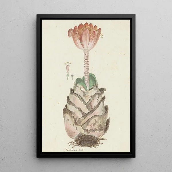 Haemanthus coccineus L Blood flower Bloedblom - Robert Jacob Gordon — framed artwork on a wall