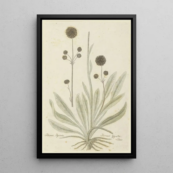Hermas igniaria ou Hermas gigantea Tontelblaar - Robert Jacob Gordon — framed artwork on a wall