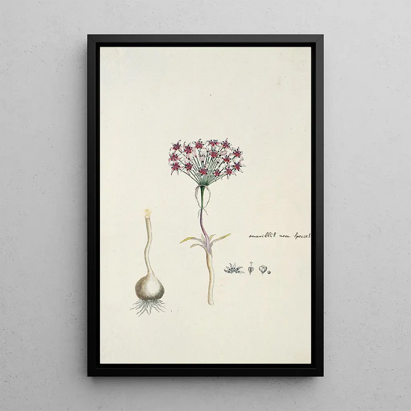 Hessea cinnamomea LHrit Durand Schinz lys umbrella - Robert Jacob Gordon — framed artwork on a wall
