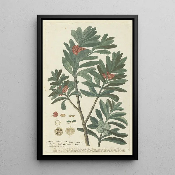 Hyenanche globosa Lam or Toxicodendrum capense or globosum Gift from the Cape wolf - Robert Jacob Gordon — framed artwork on a wall