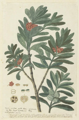 Robert Jacob Gordon - Hyenanche globosa Lam or Toxicodendrum capense of globosum Cape wolvegift.webp