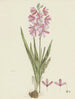 Grootvader van Ixia patens - Robert Jacob Gordon — weergave van het kunstwerk