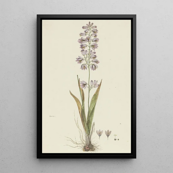 Ixia polystachya L Lis de maïs - Robert Jacob Gordon — framed artwork on a wall