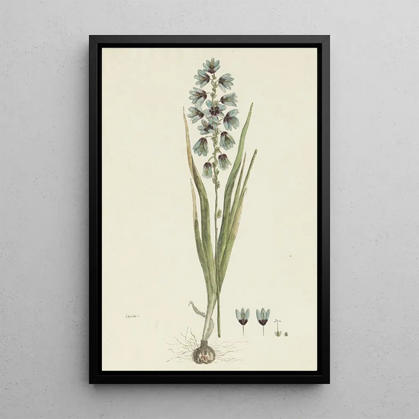 Ixia viridiflora Lam - Robert Jacob Gordon — framed artwork on a wall