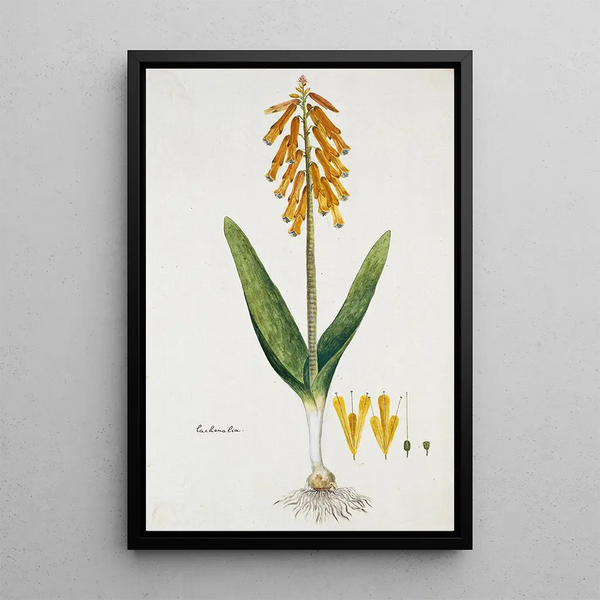 Lachenalia aloides Lf Engl var aurea Fleur d'opale - Robert Jacob Gordon — framed artwork on a wall