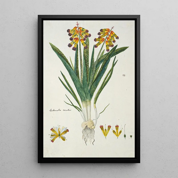 Lachenalia aloides Lf Engl var quadricolor Opal flower - Robert Jacob Gordon — framed artwork on a wall