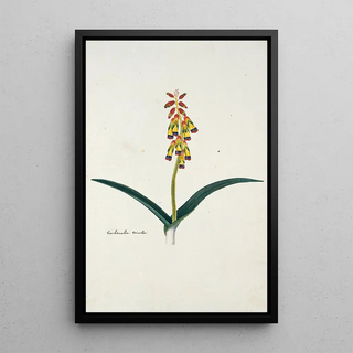 Robert Jacob Gordon - Lachenalia aloides Lf Engl var quadricolor.webp