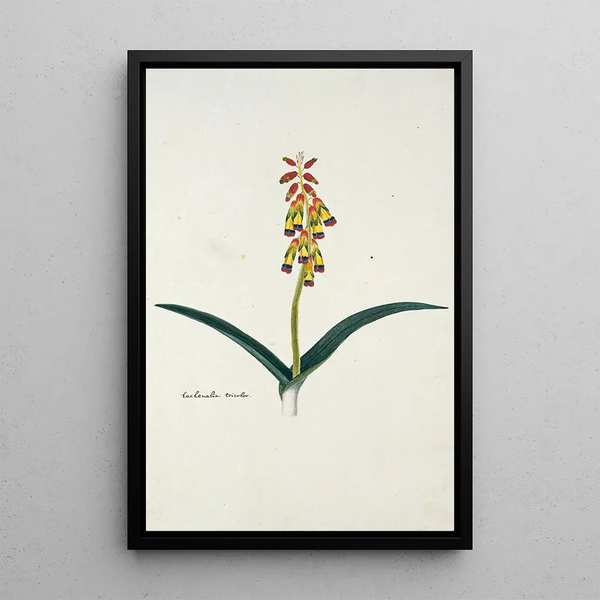 Lachenalia aloides Lf Engl var quadricolor - Robert Jacob Gordon — framed artwork on a wall