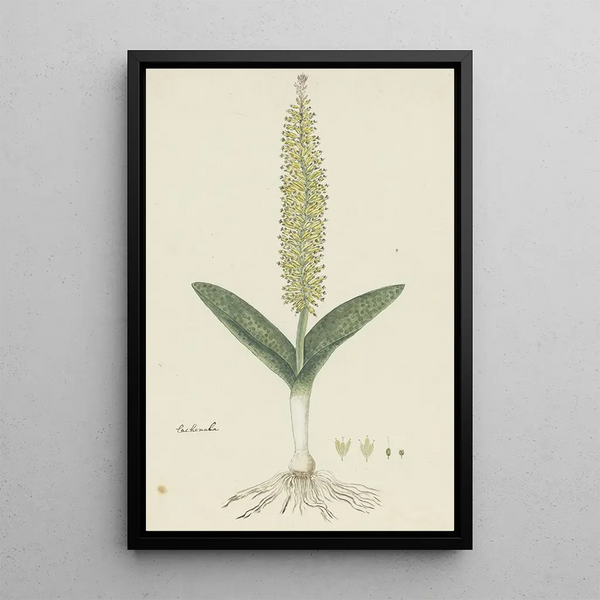 Lachenalia arbuthnotiae WF Barker Jacinthe - Robert Jacob Gordon — framed artwork on a wall