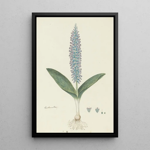 Lachenalia mediana Jacq - Robert Jacob Gordon — ingelijst kunstwerk aan de muur