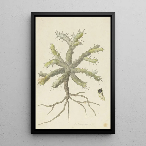 Monsonia patersonii of Monsonia sp - Robert Jacob Gordon — ingelijst kunstwerk aan de muur