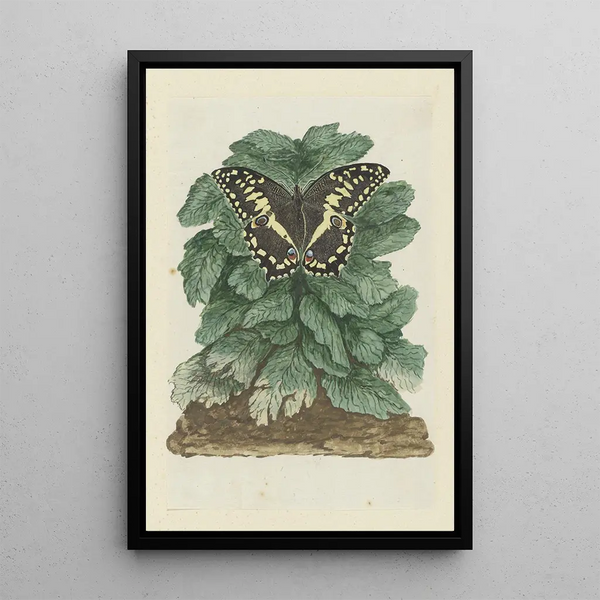 Papilio demodocus Papillon de Noël sur une plante non geïdentificeerd - Robert Jacob Gordon — ingelijst kunstwerk aan de muur