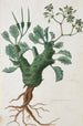 Pelargonium klinghardtense Knuth - Robert Jacob Gordon — artwork view