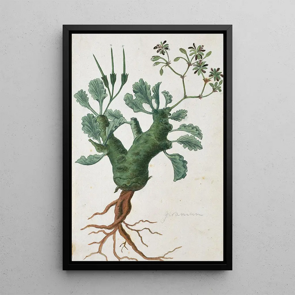 Pelargonium klinghardtense Knuth - Robert Jacob Gordon — ingelijst kunstwerk aan de muur