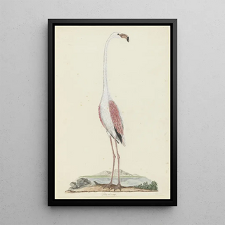 Robert Jacob Gordon - Phoenicopterus ruber roseus Greater flamingo.webp