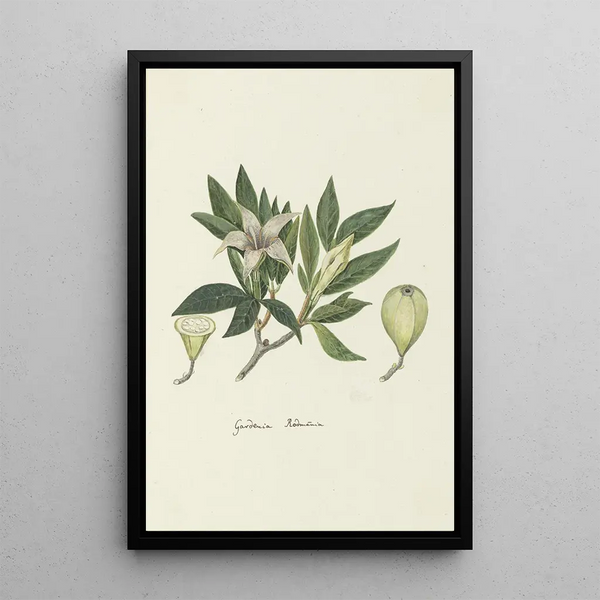 Rothmannia capensis Thunb anciennement gardenia capensis Druce Gardenia sauvage of Rothmannia commun - Robert Jacob Gordon — ingelijst kunstwerk aan de muur