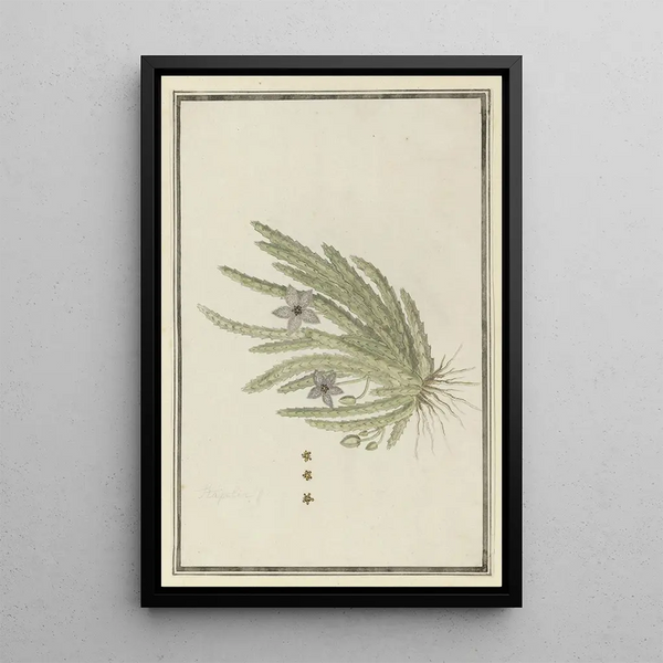 Stapelia paniculata Willd Petite fleur étoile de mer - Robert Jacob Gordon — ingelijst kunstwerk aan de muur