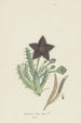 Tridentea gemmiflora Masson Haw Stapelia gemmiflora - Robert Jacob Gordon — artwork view
