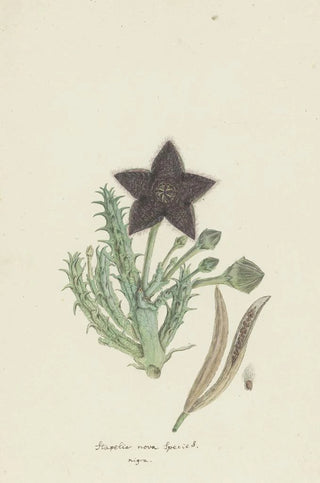 Robert Jacob Gordon - Tridentea gemmiflora Masson HawStapelia gemmiflora.webp