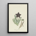 Tridentea gemmiflora Masson Haw Stapelia gemmiflora - Robert Jacob Gordon — framed artwork on a wall