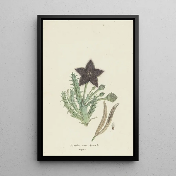 Tridentea gemmiflora Masson Haw Stapelia gemmiflora - Robert Jacob Gordon — ingelijst kunstwerk aan de muur