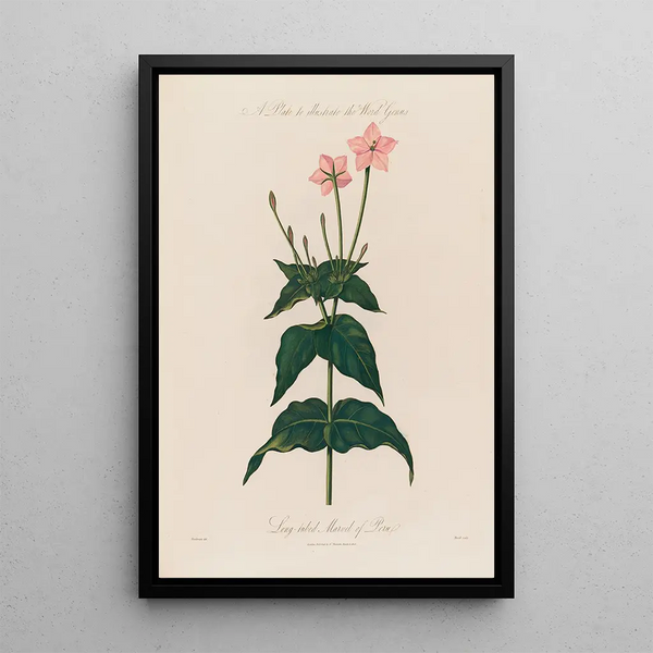 A plate to illustrate the word Genre Longtubed Wonder of Peru - Robert John Thornton — framed artwork on a wall