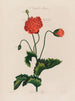 Een monstermoestuin Poppy - Robert John Thornton — weergave van het kunstwerk