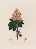 Aesculus Hippocastanum of Gewone kastanjeboom - Robert John Thornton — weergave van het kunstwerk