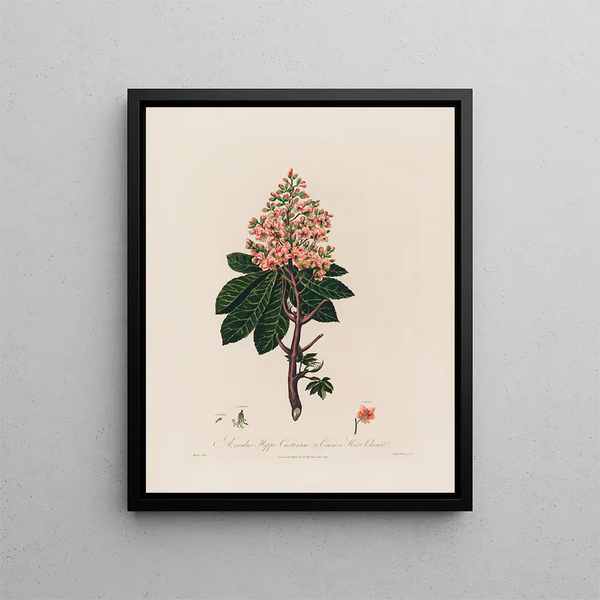 Robert John Thornton - Aesculus HippoCastanum or Common HorseChestnut.webp