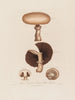 Agaricus campestris of paddenstoel uit het veld - Robert John Thornton — weergave van het kunstwerk