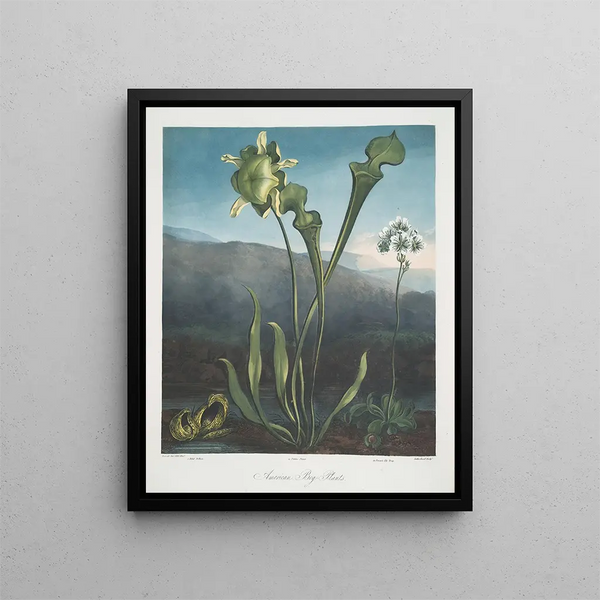 Planten van de Amerikaanse moerassen I Pothos stinkend II Paarse plant III Venusvliegenval - Robert John Thornton — ingelijst kunstwerk aan de muur