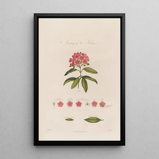 Robert John Thornton - Anatomy of the Kalmia.webp