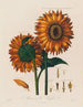 Anatomie van de zonnebloem - Robert John Thornton — weergave van het kunstwerk
