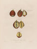 Anatomie van de tulpenwortel - Robert John Thornton — weergave van het kunstwerk