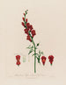 Antirrhinum majus of grote mond van de wolf - Robert John Thornton — weergave van het kunstwerk