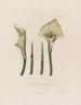 Calla Ethiopische of Calla Afrikaanse - Robert John Thornton — weergave van het kunstwerk
