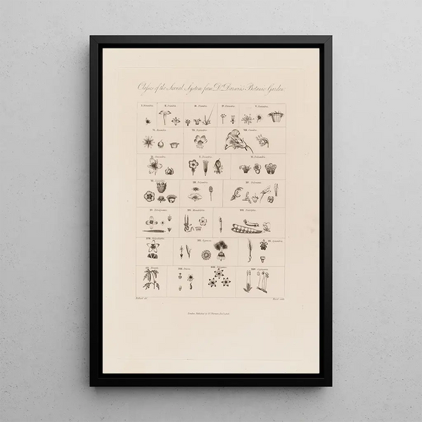 Classes du système sexuel du Jardin botanique du Dr Darwin - Robert John Thornton — framed artwork on a wall