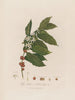 Coffea arabica of Arabische koffieplant - Robert John Thornton — weergave van het kunstwerk