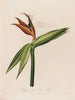 Dissection de la fleur reine - Robert John Thornton — weergave van het kunstwerk