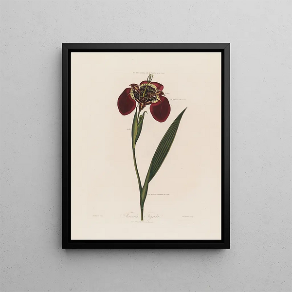 Ferraria tigris - Robert John Thornton — ingelijst kunstwerk aan de muur