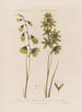Ixia vert Ixia vert spectaculaire of Tacheté - Robert John Thornton — weergave van het kunstwerk