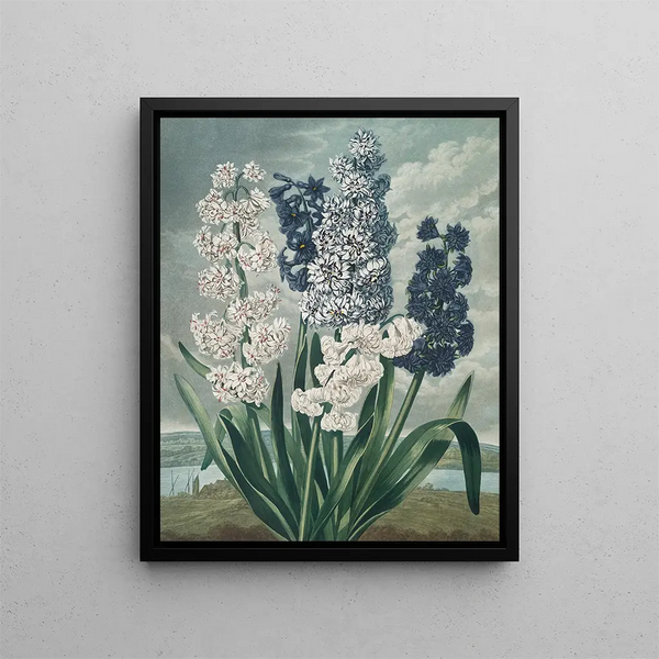Jacinthen - Robert John Thornton — ingelijst kunstwerk aan de muur